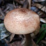 ナラタケ の高画質写真です。横浜市で、2025年10月21日に撮影したものです。