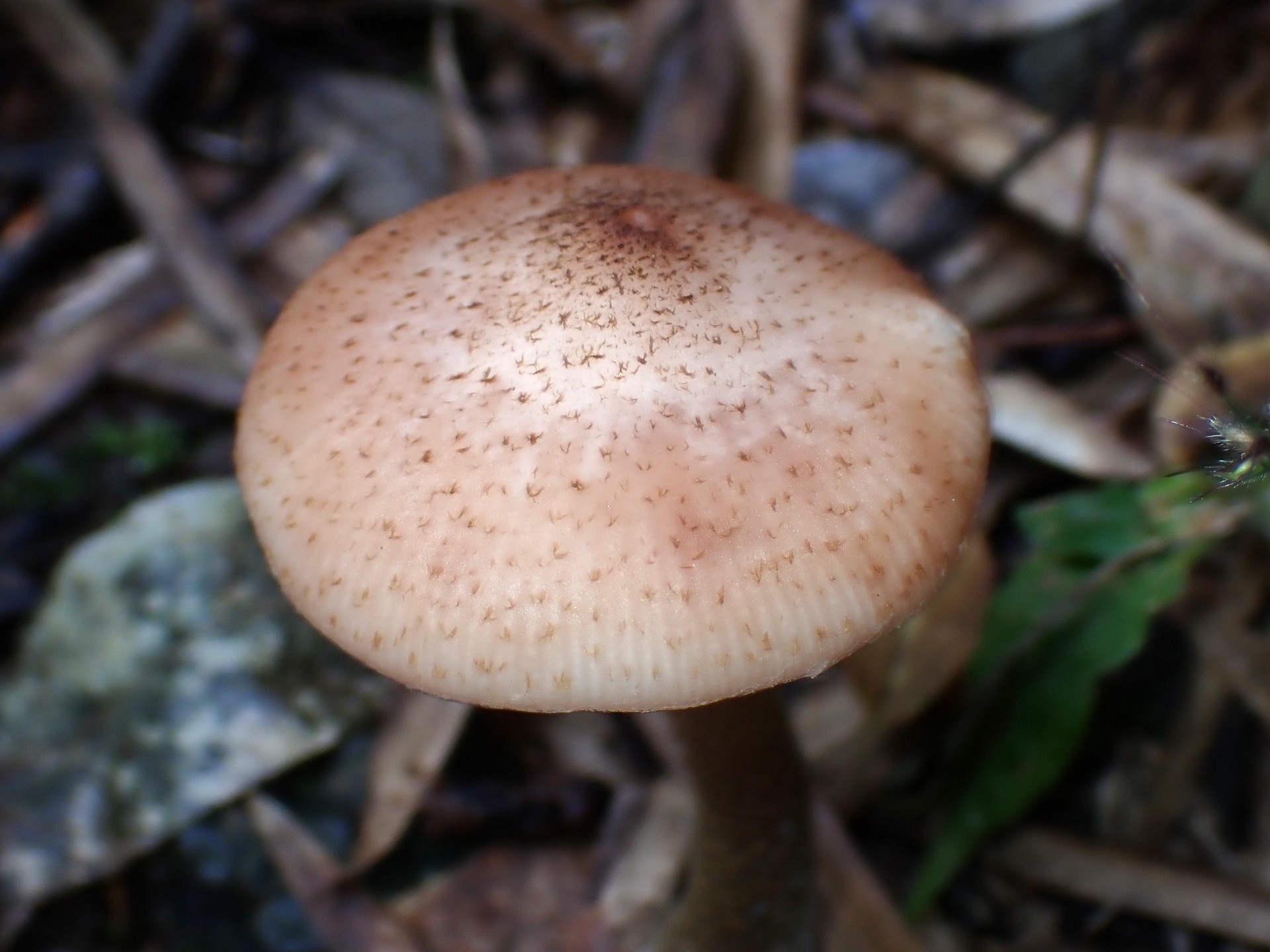 ナラタケ の高画質写真です。横浜市で、2025年10月21日に撮影したものです。