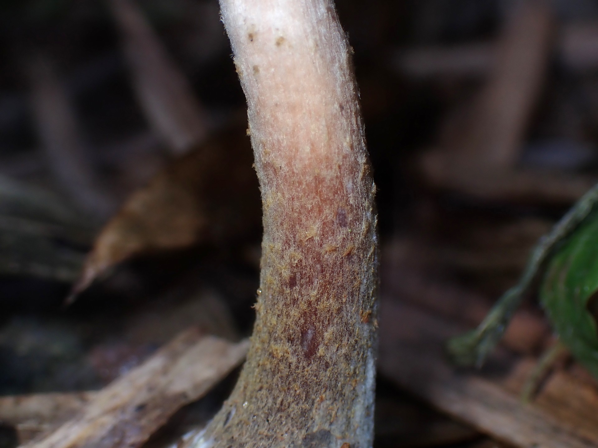 ナラタケ の高画質写真です。横浜市で、2025年10月21日に撮影したものです。