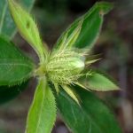 オケラ の高画質写真です。横浜市で、2025年10月13日に撮影したものです。