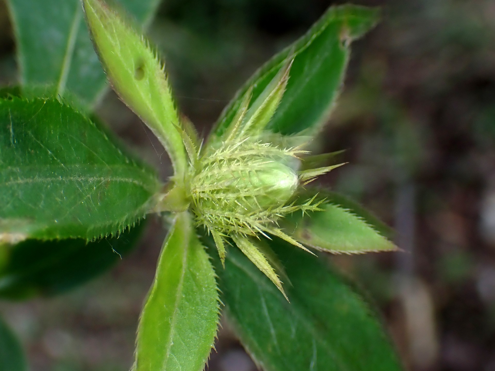 オケラ の高画質写真です。横浜市で、2025年10月13日に撮影したものです。