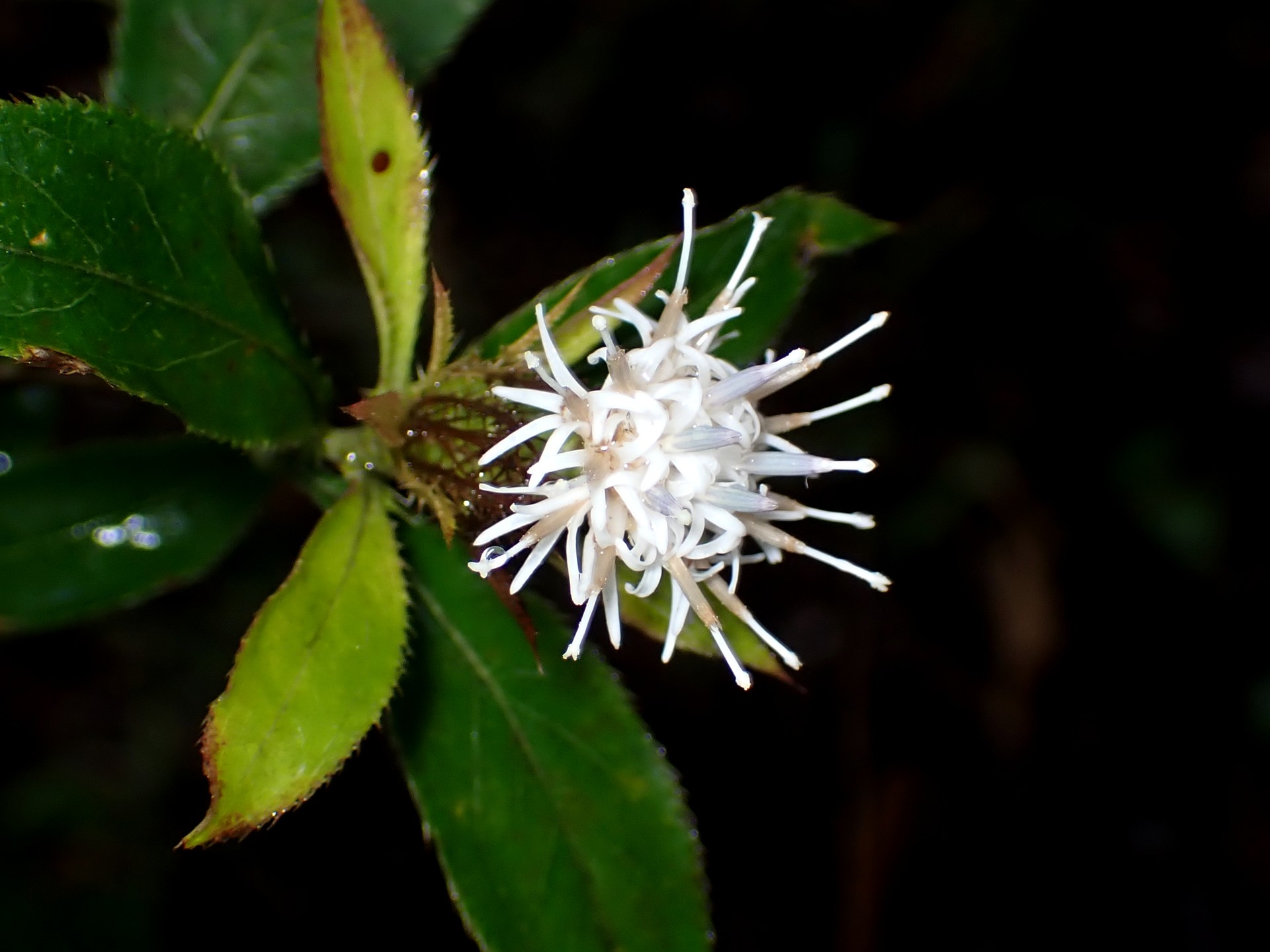 オケラ の高画質写真です。横浜市で、2025年10月26日に撮影したものです。