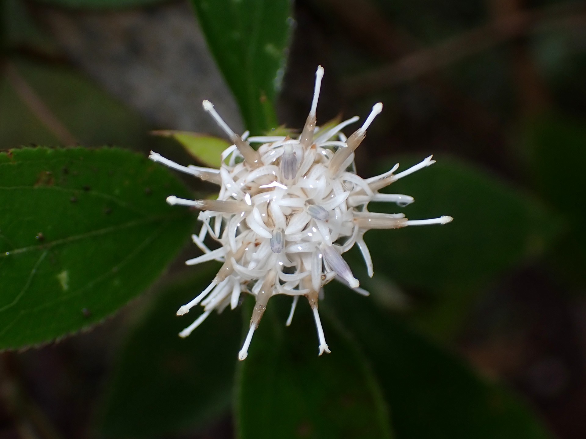 オケラ の高画質写真です。横浜市で、2025年10月26日に撮影したものです。
