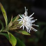 オケラ の高画質写真です。横浜市で、2025年10月26日に撮影したものです。