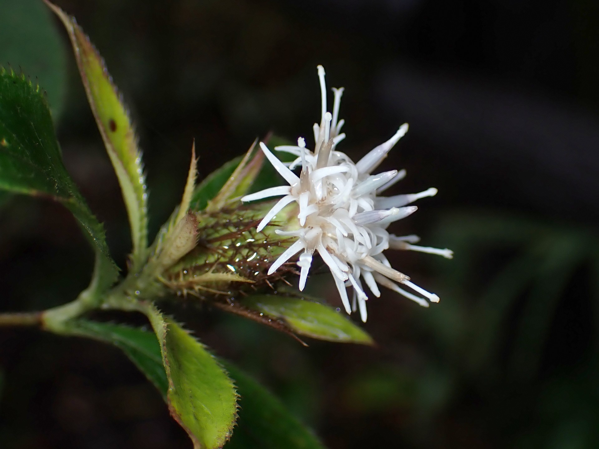 オケラ の高画質写真です。横浜市で、2025年10月26日に撮影したものです。
