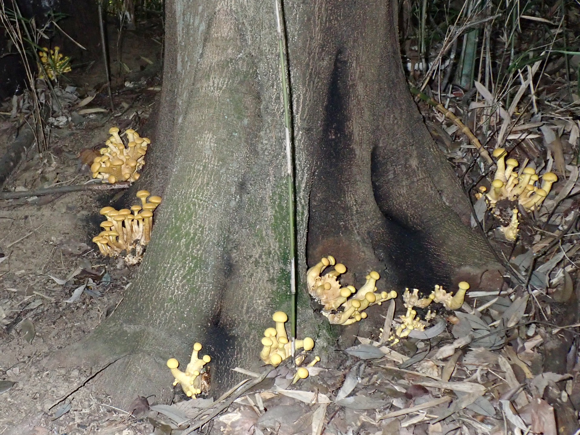 オオワライタケ の高画質写真です。横浜市で、2025年9月30日に撮影したものです。