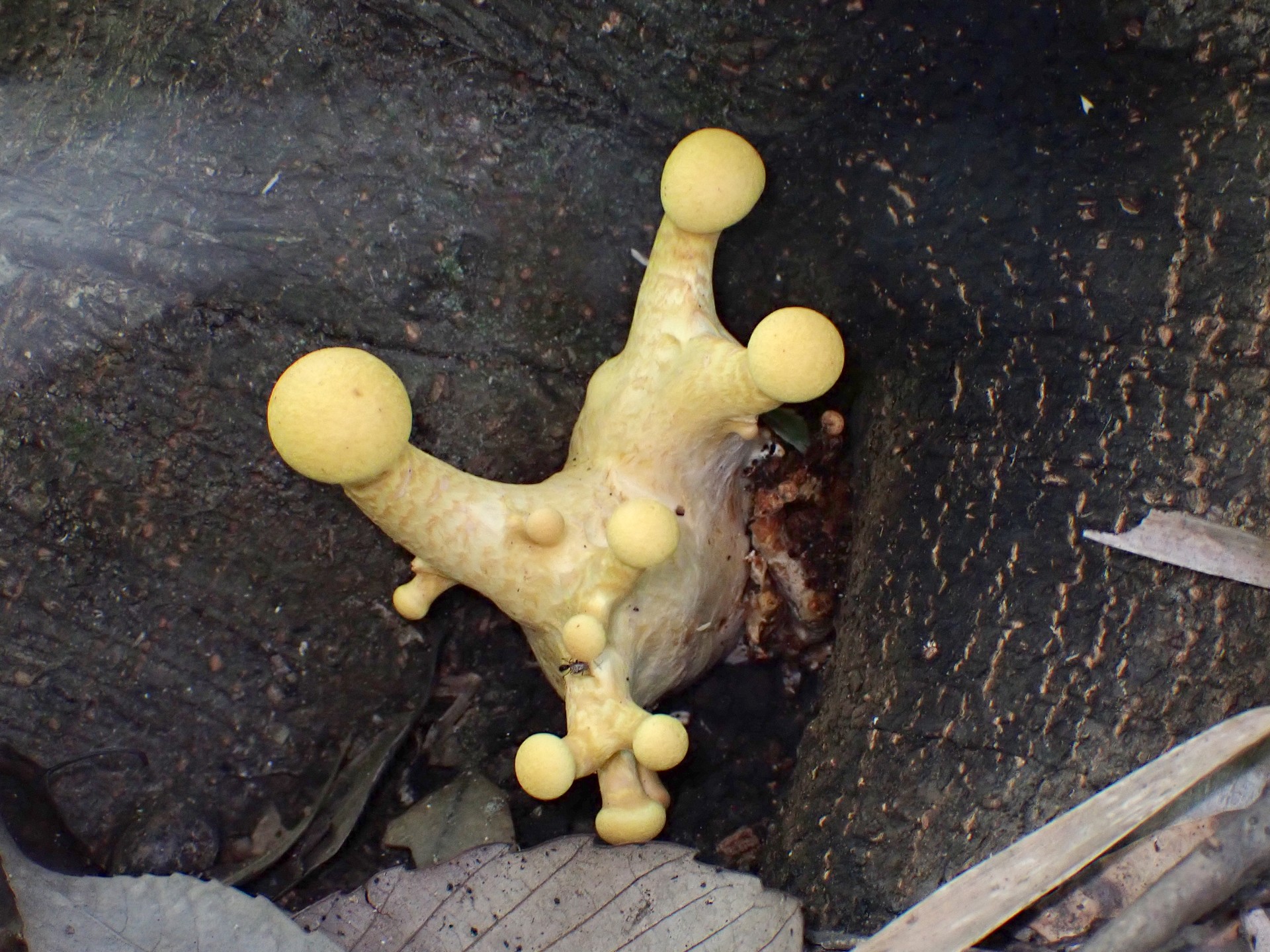 オオワライタケ の高画質写真です。横浜市で、2025年9月30日に撮影したものです。