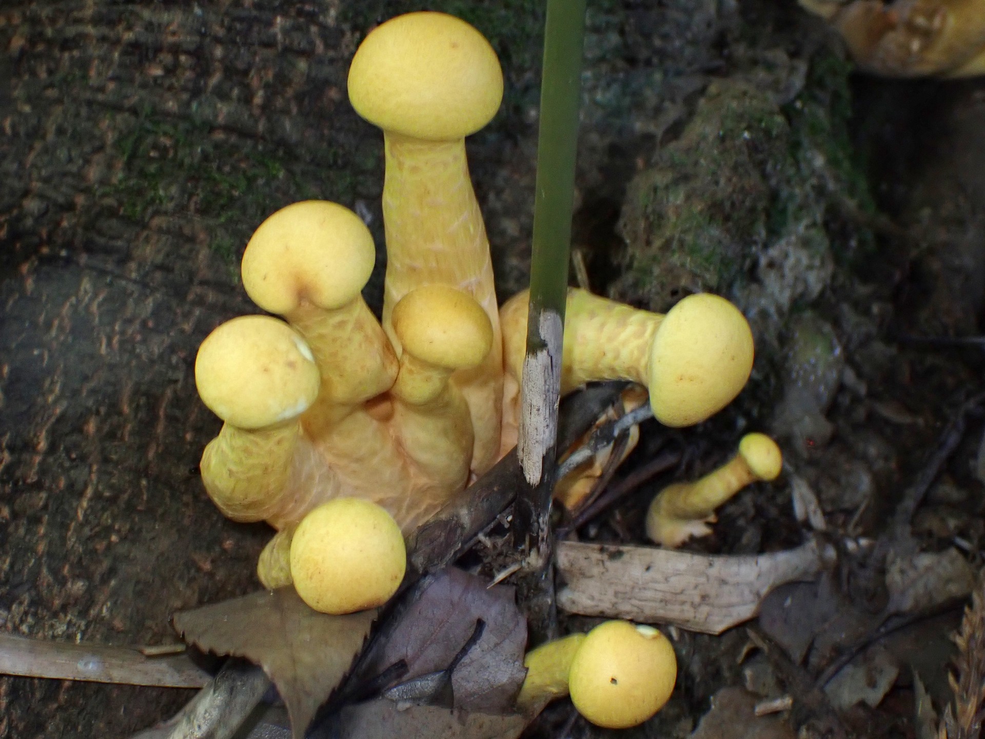 オオワライタケ の高画質写真です。横浜市で、2025年9月30日に撮影したものです。