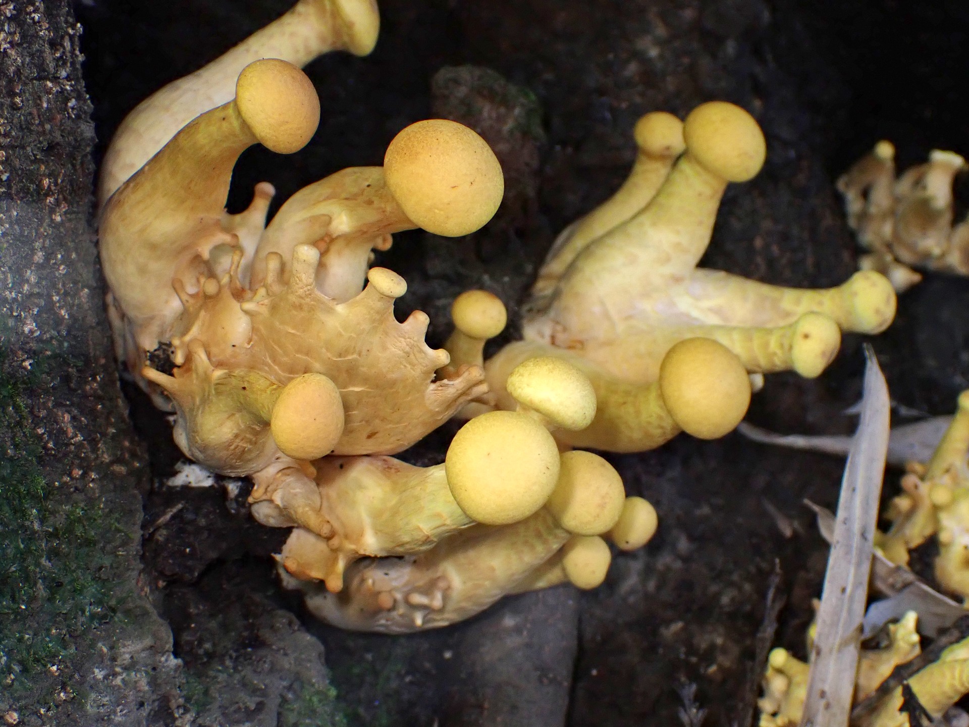 オオワライタケ の高画質写真です。横浜市で、2025年9月30日に撮影したものです。