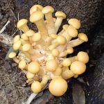 オオワライタケ の高画質写真です。横浜市で、2025年9月30日に撮影したものです。