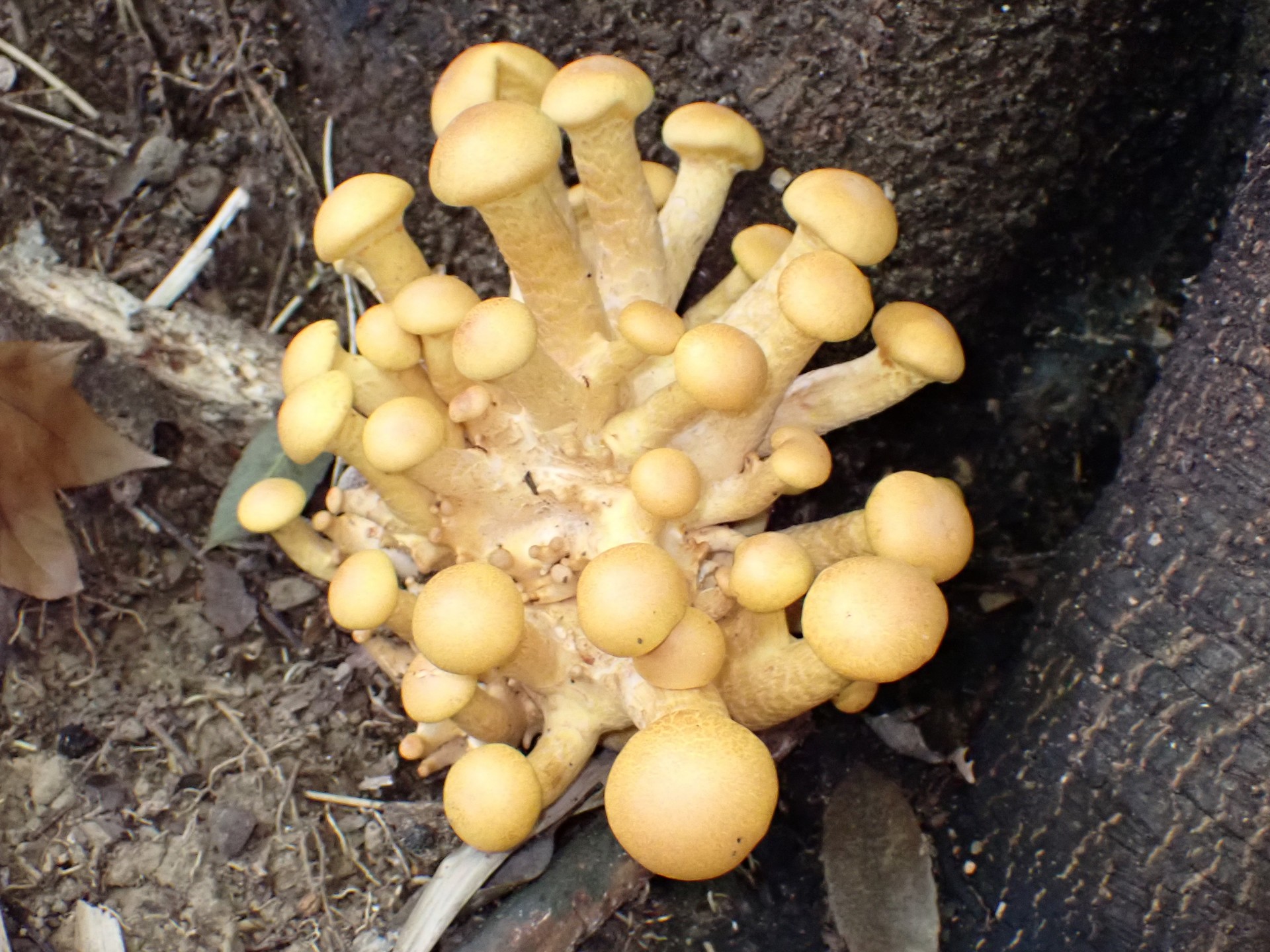 オオワライタケ の高画質写真です。横浜市で、2025年9月30日に撮影したものです。