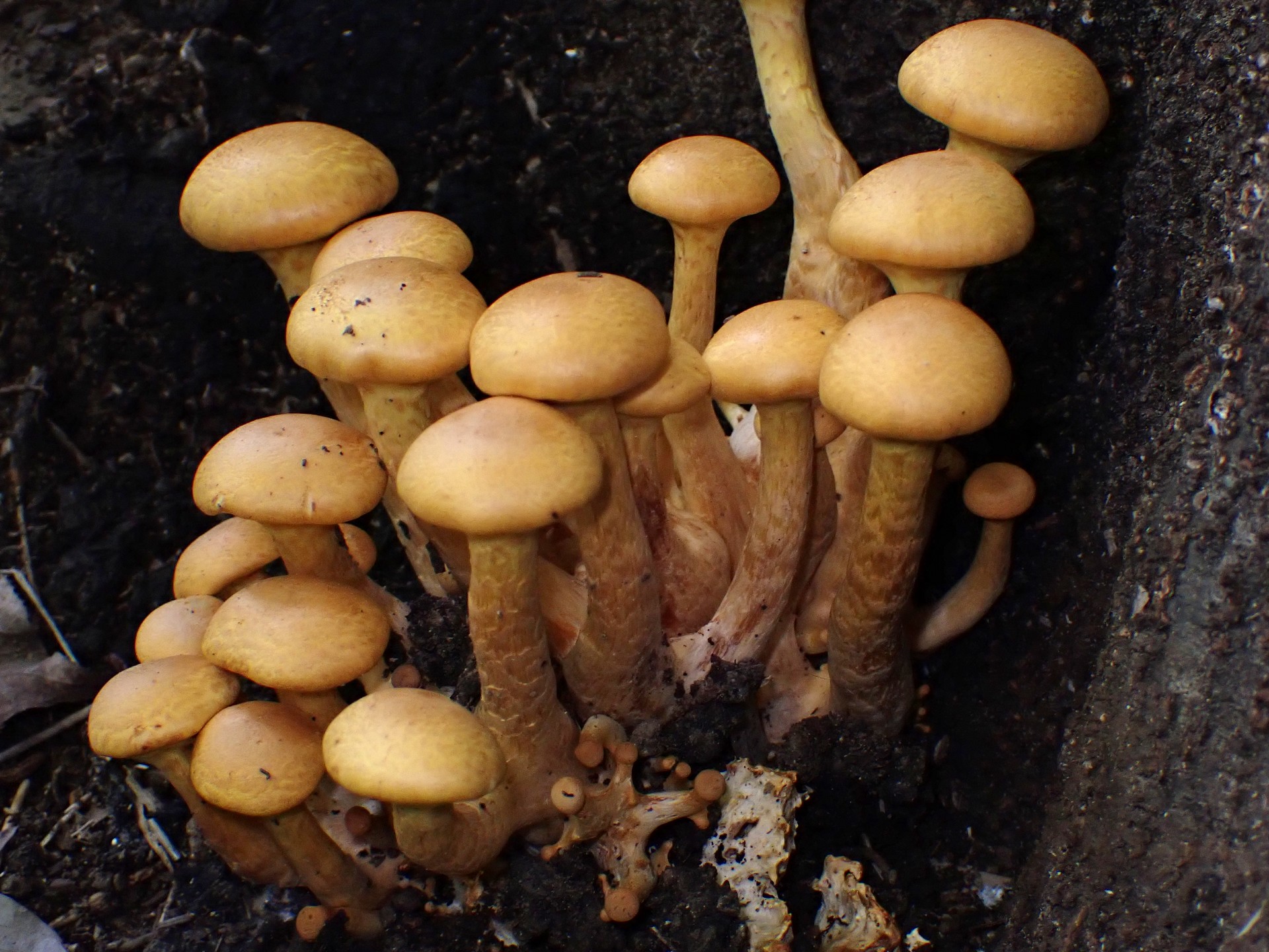 オオワライタケ の高画質写真です。横浜市で、2025年9月30日に撮影したものです。