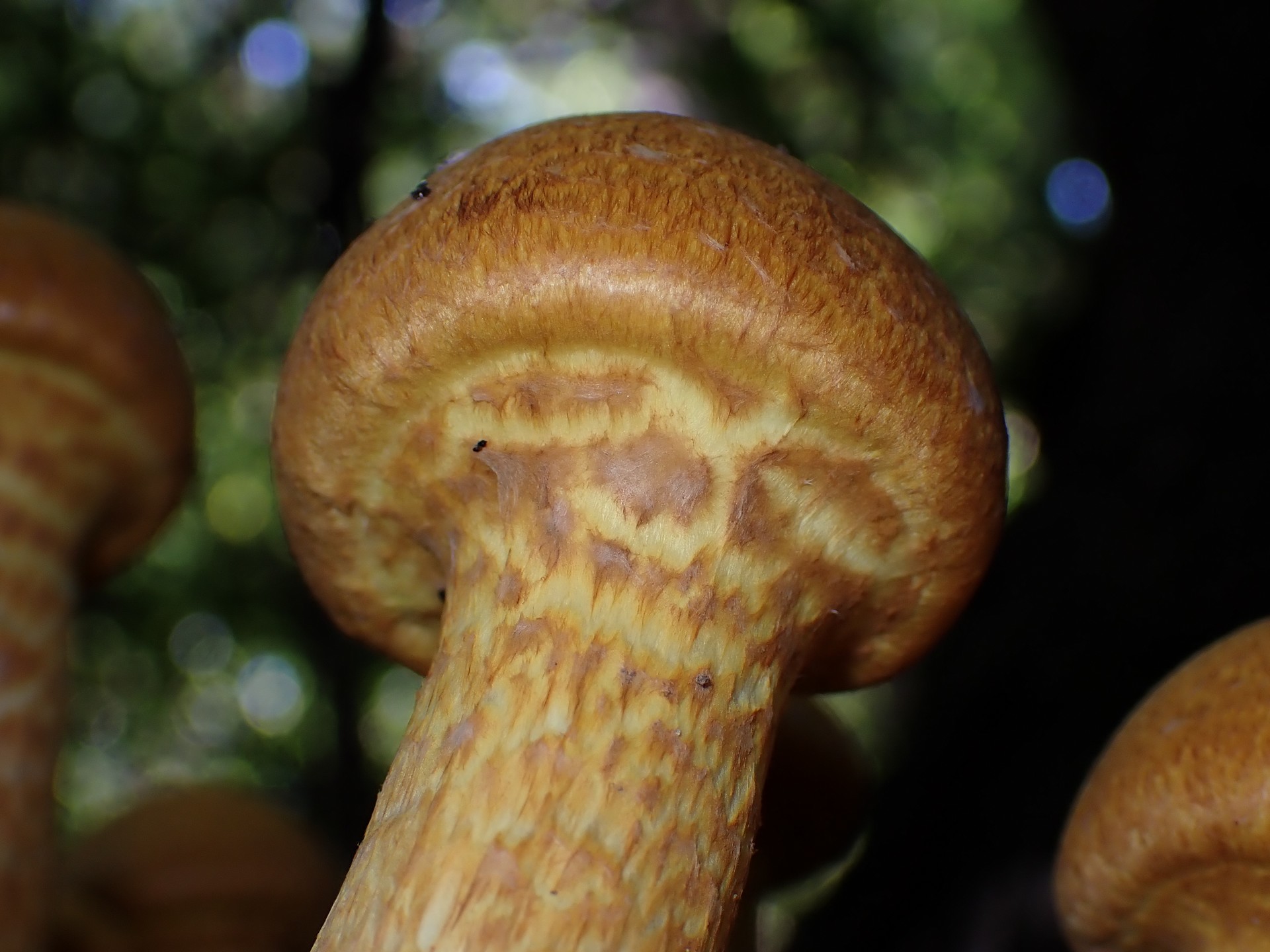 オオワライタケ の高画質写真です。横浜市で、2025年9月30日に撮影したものです。