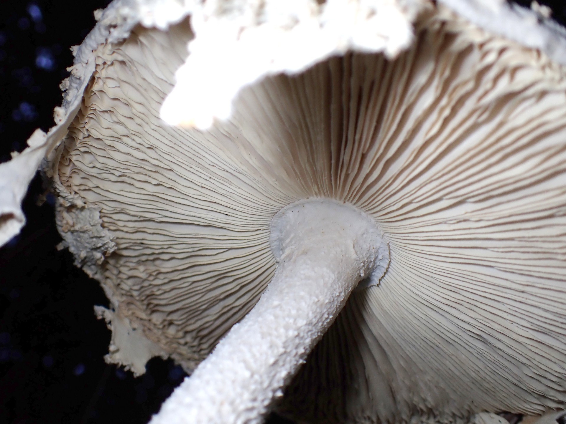 シロオニタケ の高画質写真です。横浜市で、2025年10月07日に撮影したものです。