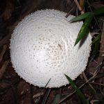 シロオニタケ の高画質写真です。横浜市で、2025年10月07日に撮影したものです。