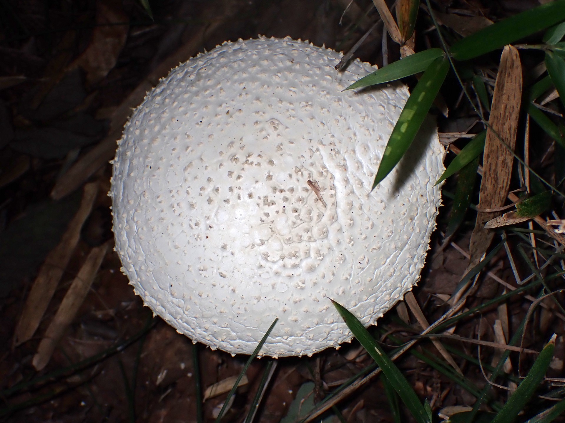 シロオニタケ の高画質写真です。横浜市で、2025年10月07日に撮影したものです。