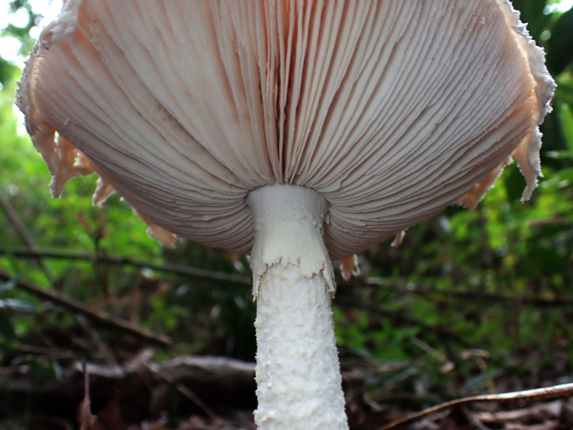 シロテングタケ の高画質写真です。横浜市で、2025年10月07日に撮影したものです。