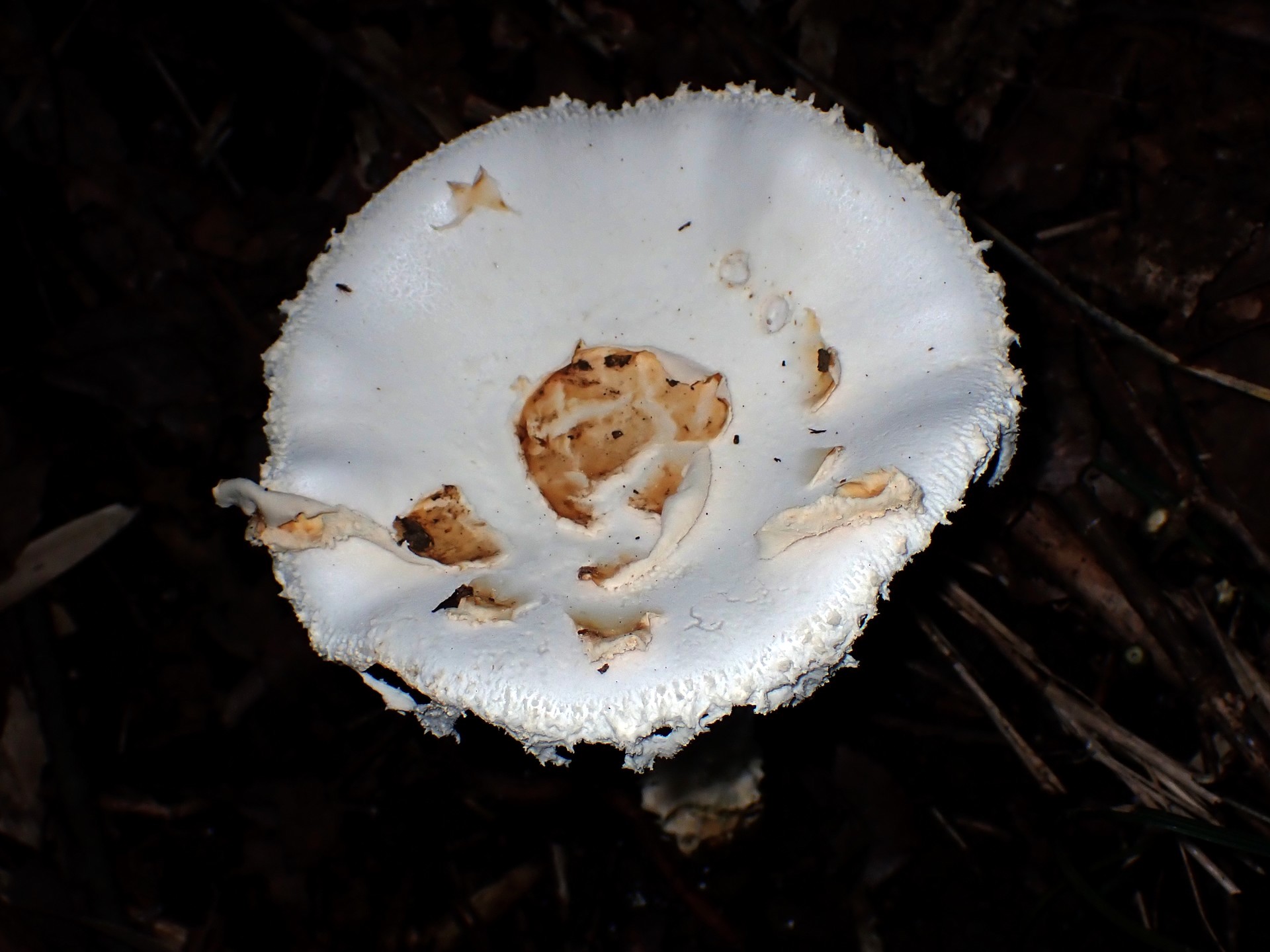 シロテングタケ の高画質写真です。横浜市で、2025年10月07日に撮影したものです。