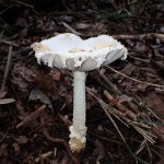 シロテングタケ の高画質写真です。横浜市で、2025年10月07日に撮影したものです。