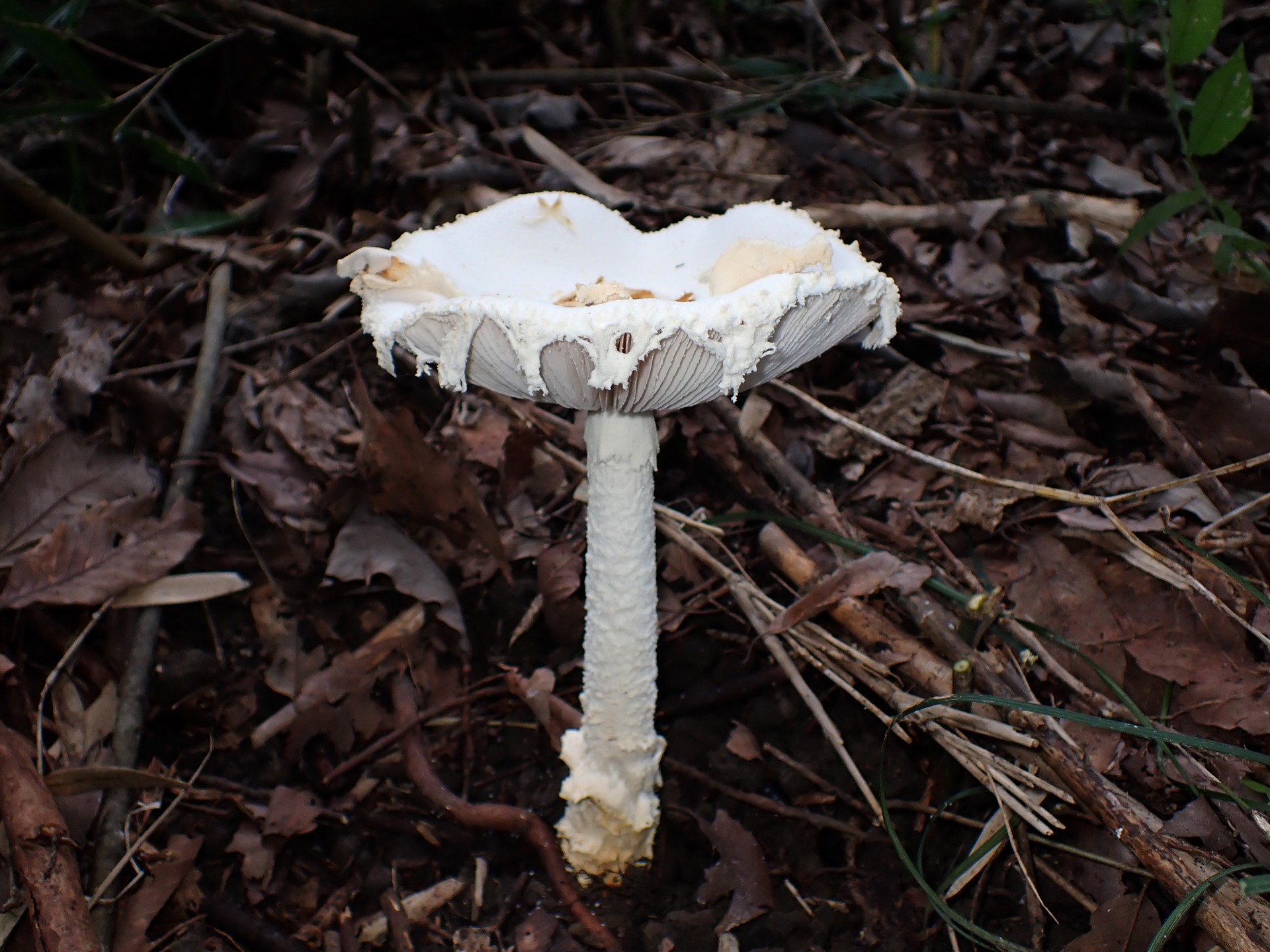 シロテングタケ の高画質写真です。横浜市で、2025年10月07日に撮影したものです。