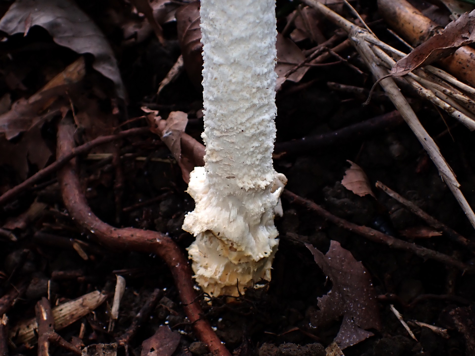 シロテングタケ の高画質写真です。横浜市で、2025年10月07日に撮影したものです。