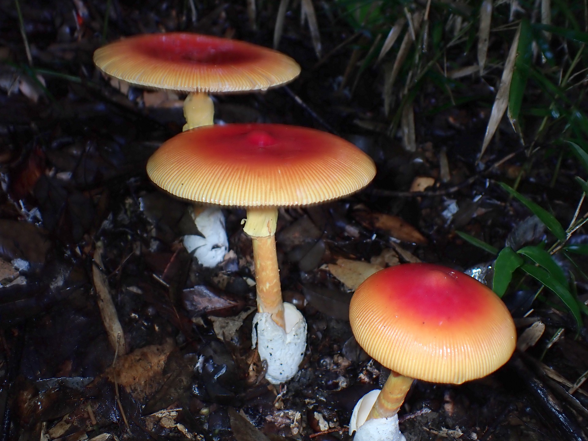 タマゴタケ の高画質写真です。横浜市で、2025年10月01日に撮影したものです。