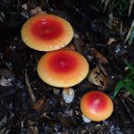 タマゴタケ の高画質写真です。横浜市で、2025年10月01日に撮影したものです。