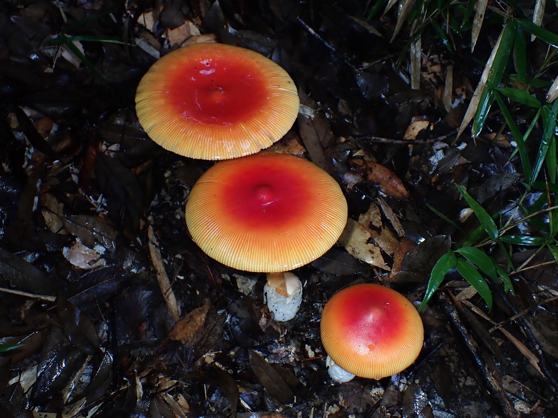 タマゴタケ の高画質写真です。横浜市で、2025年10月01日に撮影したものです。