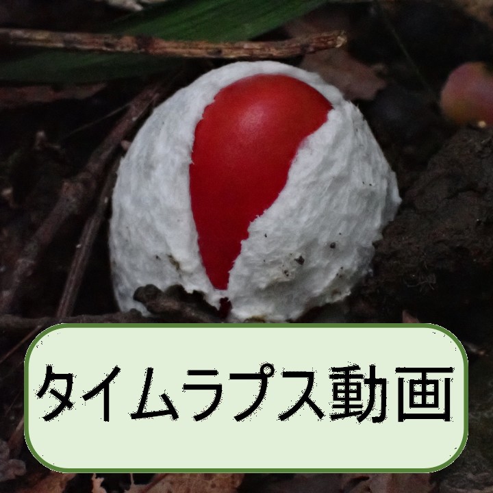 タマゴタケ