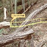 倒木の除去作業 の高画質写真です。横浜市で、2025年10月31日に撮影したものです。