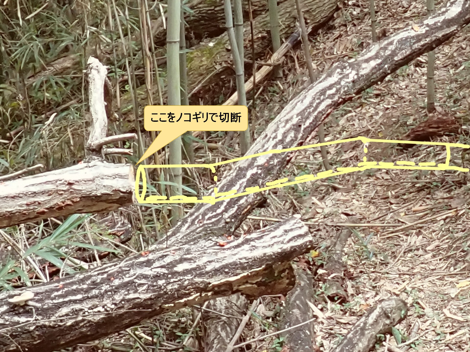 倒木の除去作業 の高画質写真です。横浜市で、2025年10月31日に撮影したものです。