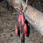 ツチアケビ の高画質写真です。横浜市で、2025年9月30日に撮影したものです。