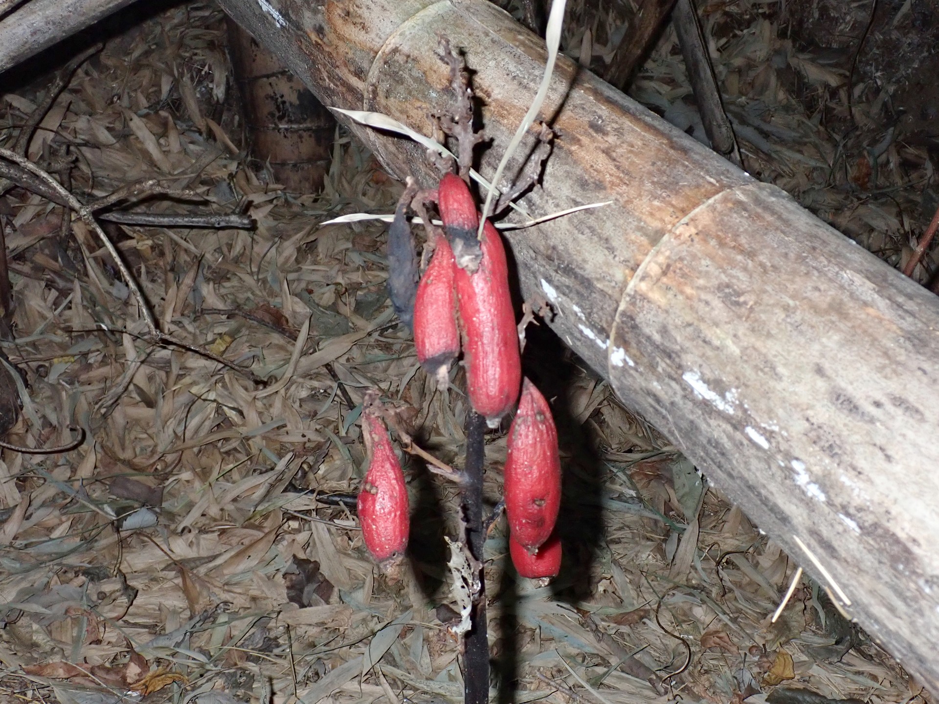 ツチアケビ の高画質写真です。横浜市で、2025年9月30日に撮影したものです。