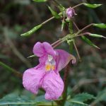 ツリフネソウ の高画質写真です。横浜市で、2025年10月28日に撮影したものです。