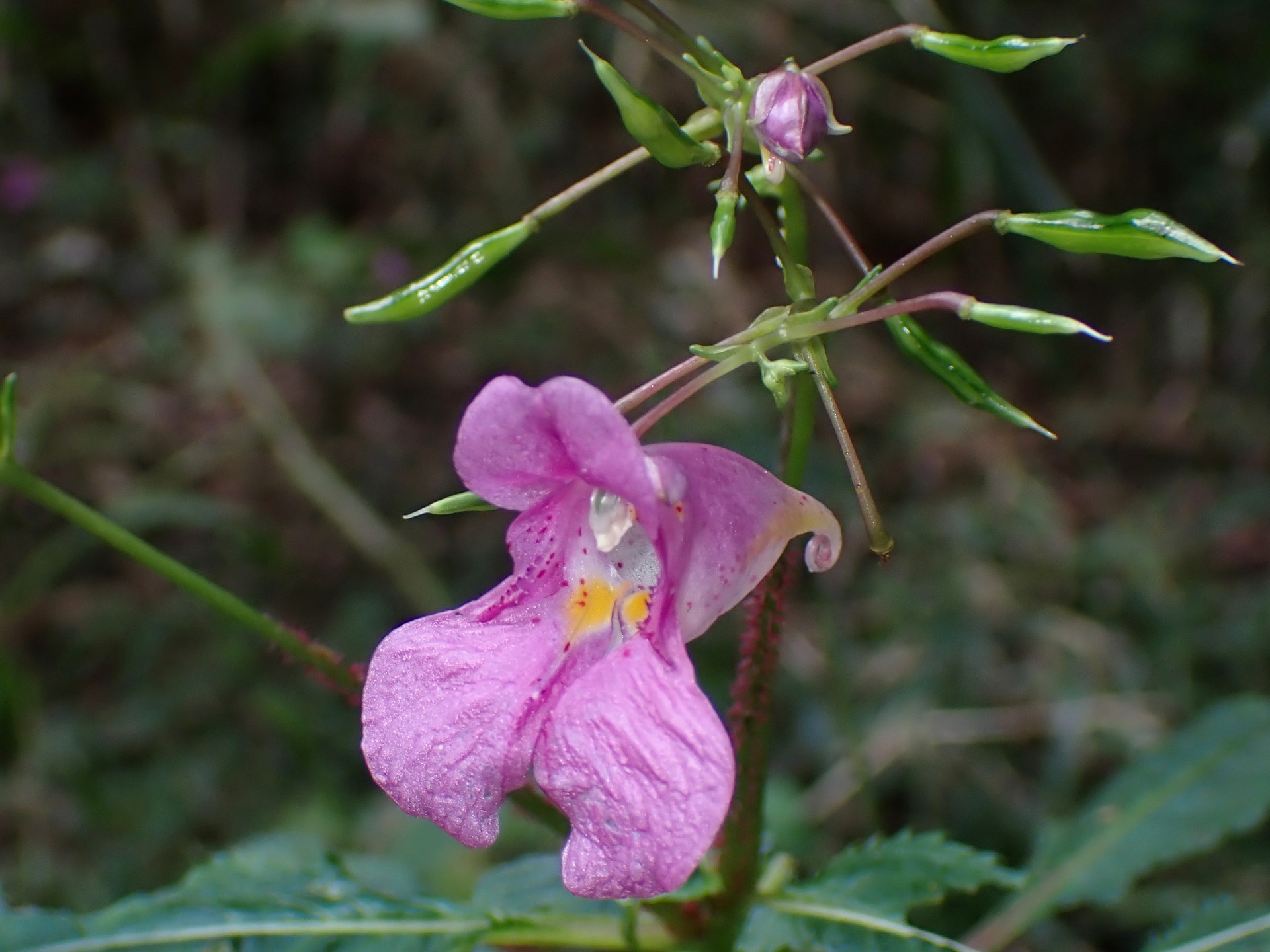 ツリフネソウ の高画質写真です。横浜市で、2025年10月28日に撮影したものです。
