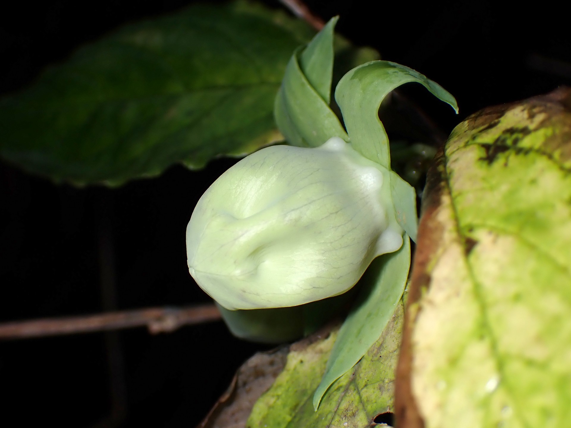 ツルニンジン の高画質写真です。横浜市で、2025年10月16日に撮影したものです。