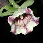 ツルニンジン の高画質写真です。横浜市で、2025年10月16日に撮影したものです。