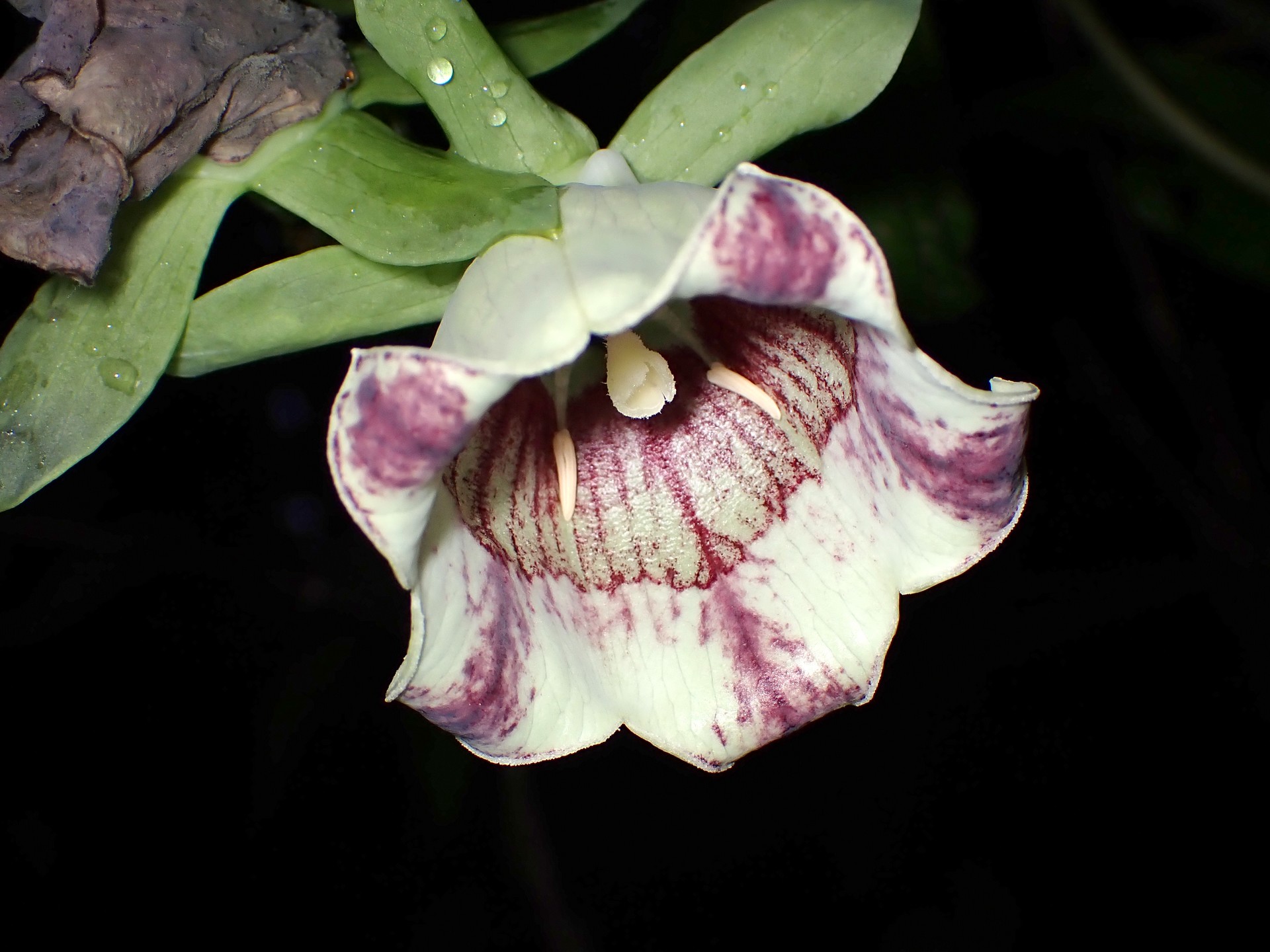 ツルニンジン の高画質写真です。横浜市で、2025年10月16日に撮影したものです。