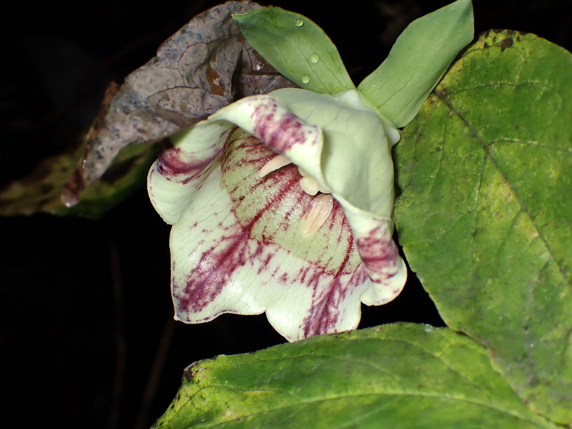 ツルニンジン の高画質写真です。横浜市で、2025年10月16日に撮影したものです。