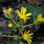 ツワブキ の高画質写真です。横浜市で、2025年10月28日に撮影したものです。