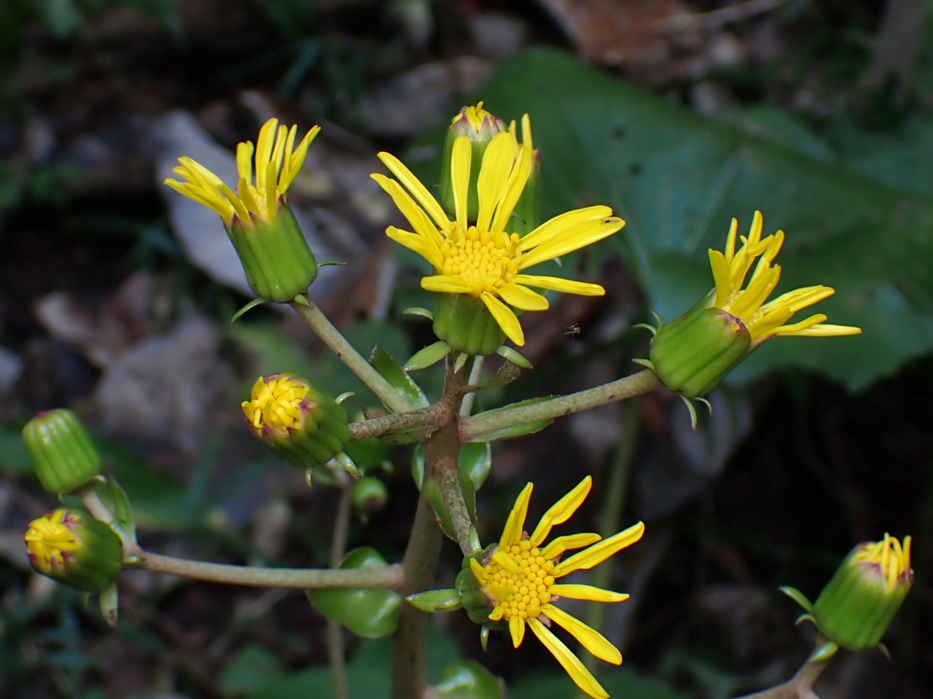 ツワブキ の高画質写真です。横浜市で、2025年10月28日に撮影したものです。