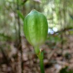 ウバユリ の高画質写真です。横浜市で、2025年10月13日に撮影したものです。