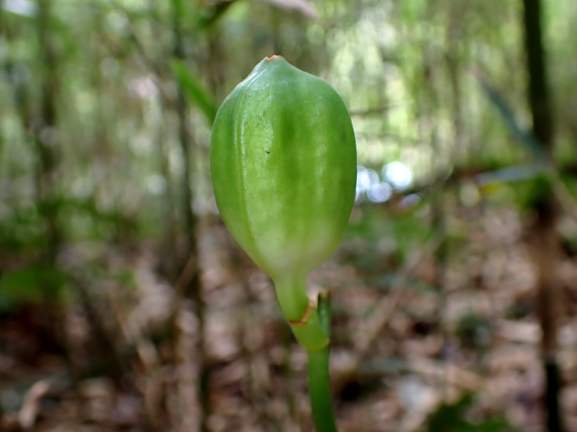 ウバユリ の高画質写真です。横浜市で、2025年10月13日に撮影したものです。