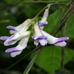 ヤブマメ の高画質写真です。横浜市で、2025年10月07日に撮影したものです。