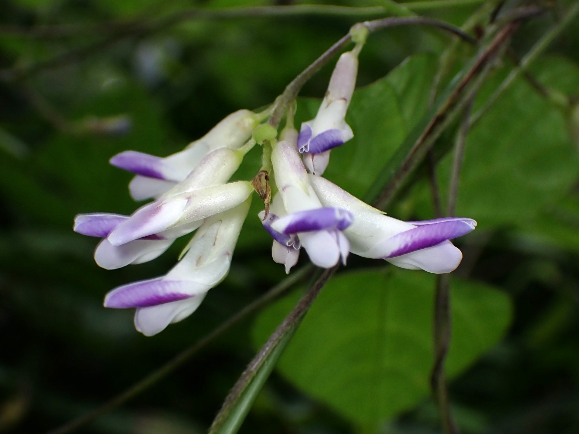 ヤブマメ の高画質写真です。横浜市で、2025年10月07日に撮影したものです。