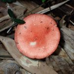 ベニタケの仲間 の高画質写真です。横浜市で、2025年11月7日に撮影したものです。