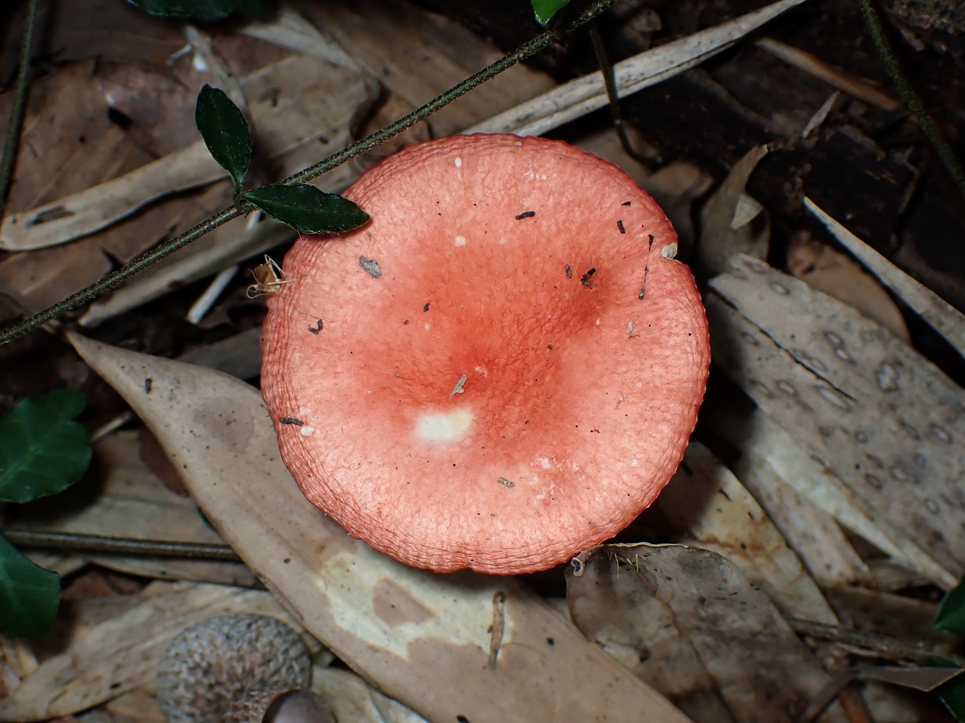 ベニタケの仲間 の高画質写真です。横浜市で、2025年11月7日に撮影したものです。