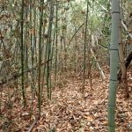 竹林 の高画質写真です。横浜市で、2025年11月27日に撮影したものです。