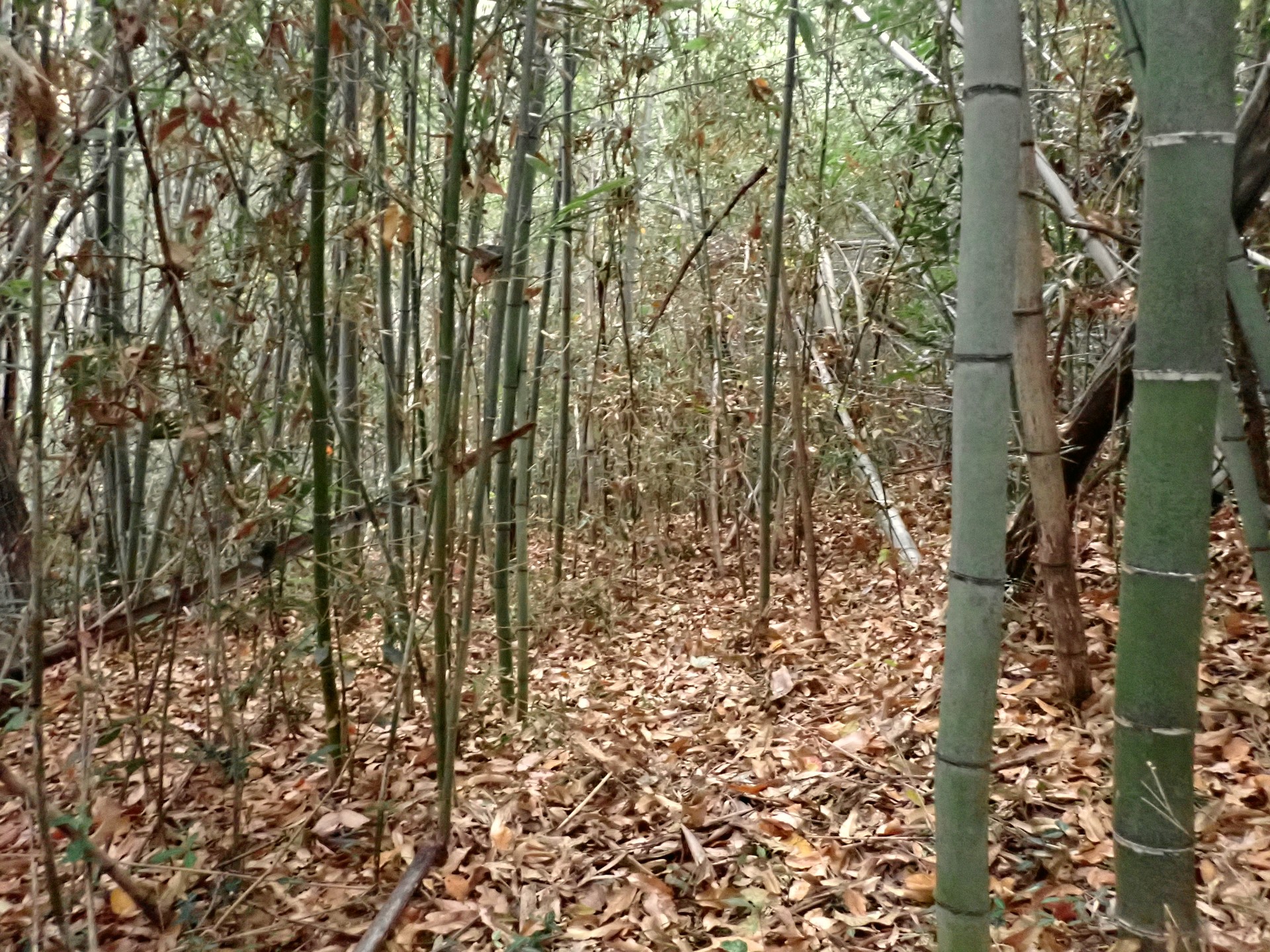 竹林 の高画質写真です。横浜市で、2025年11月27日に撮影したものです。