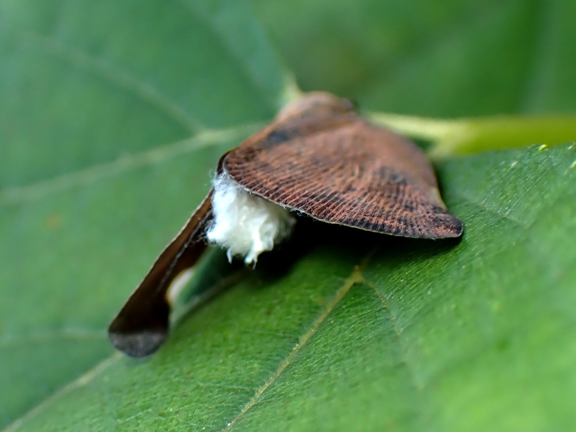 チュウゴクアミガサハゴロモ の高画質写真です。横浜市で、2025年11月12日に撮影したものです。